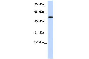 WB Suggested Anti-RIPK2 Antibody Titration:  0. (RIPK2 Antikörper  (Middle Region))