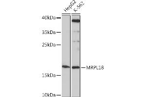 Western blot analysis of extracts of various cell lines, using MRPL18 Rabbit pAb (ABIN7268560) at 1:1000 dilution. (MRPL18 Antikörper  (AA 1-92))