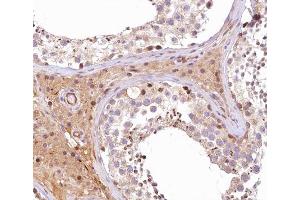 ABIN6266774 at 1/100 staining human testis tissue sections by IHC-P. (ATG4B Antikörper  (Internal Region))