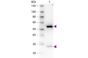 Western Blot of Donkey anti-Guinea Pig IgG Pre-Adsorbed Biotin Conjugated Secondary Antibody. (Esel anti-Meerschweinchen IgG (Heavy & Light Chain) Antikörper (Biotin) - Preadsorbed)