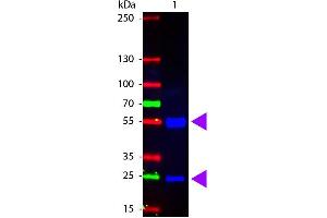 Western Blot of Fluorescein Conjugated Rabbit anti-Swine IgG antibody. (Kaninchen anti-Schwein IgG (Heavy & Light Chain) Antikörper (FITC) - Preadsorbed)