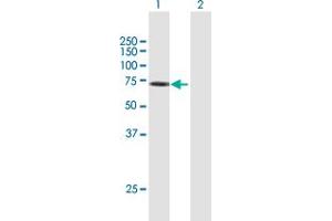 Western Blot analysis of KIAA1018 expression in transfected 293T cell line by KIAA1018 MaxPab polyclonal antibody. (FAN1 Antikörper  (AA 1-533))
