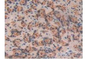 Detection of MUC1 in Mouse Pancreas Tissue using Polyclonal Antibody to Mucin 1 (MUC1) (MUC1 Antikörper  (AA 410-525))