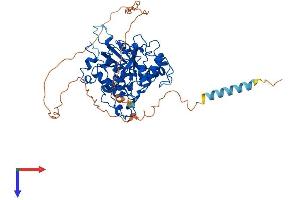 ST6GALNAC1 Protein (AA 1-526) (His tag)