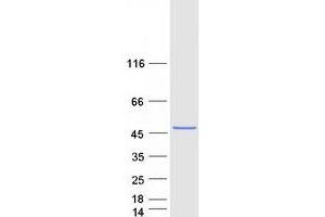 Validation with Western Blot (Snurportin 1 Protein (SNUPN) (Transcript Variant 1) (Myc-DYKDDDDK Tag))