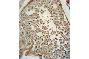 ADCY Antibody (C-term) (ABIN651855 and ABIN2840424) immunohistochemistry analysis in formalin fixed and paraffin embedded human testis tissue followed by peroxidase conjugation of the secondary antibody and DAB staining. (PACAP Antikörper  (C-Term))