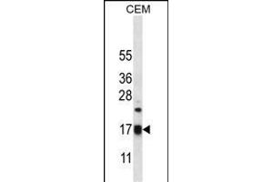 MRPS12 Antibody (Center K43) (ABIN656569 and ABIN2845829) western blot analysis in CEM cell line lysates (35 μg/lane).