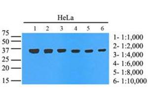 Western Blotting (WB) image for anti-Glyceraldehyde-3-Phosphate Dehydrogenase (GAPDH) (AA 1-335), (N-Term) antibody (ABIN492381) (GAPDH Antikörper  (N-Term))
