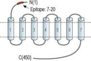 Alpha-2A Adrenergic Receptor (ADRA2A) peptide