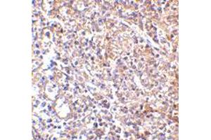 Immunohistochemistry of LY96 in human spleen with LY96 monoclonal antibody, clone 9F1B1  at 2. (LY96 Antikörper  (AA 2-160))
