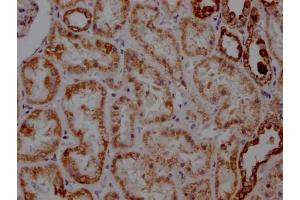 IHC image of ABIN7127353 diluted at 1:100 and staining in paraffin-embedded human kidney tissue performed on a Leica BondTM system. (Rekombinanter ATP5A1 Antikörper)