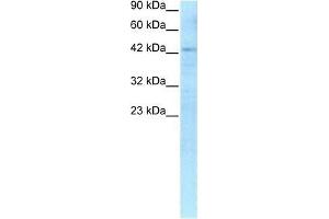 Human HepG2; WB Suggested Anti-RBPSUH Antibody Titration: 0. (RBPJ Antikörper  (C-Term))