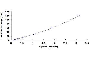 Filamin A, alpha (FLNA) ELISA Kit