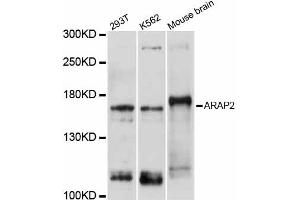 Western blot analysis of extracts of various cell lines, using ARAP2 antibody (ABIN5997254) at 1/1000 dilution. (ARAP2 Antikörper)
