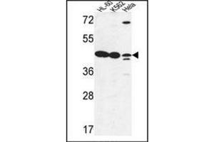 Western blot analysis of LFNG Antibody (Center) in HL-60, K562, Hela cell line lysates (35ug/lane). (LFNG Antikörper  (Middle Region))