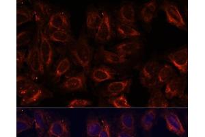 Immunofluorescence analysis of U-2 OS cells using SCGB3A2 Polyclonal Antibody at dilution of 1:100. (SCGB3A2 Antikörper)