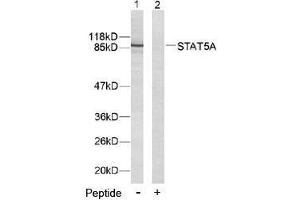 Image no. 2 for anti-Signal Transducer and Activator of Transcription 5A (STAT5A) (Tyr694) antibody (ABIN197180) (STAT5A Antikörper  (Tyr694))