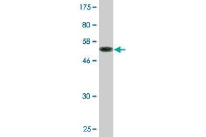 Western Blot detection against Immunogen (56. (CLEC1A Antikörper  (AA 1-280))