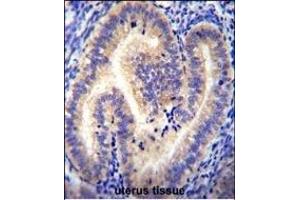 CCDC54 Antibody (Center) (ABIN655421 and ABIN2844960) immunohistochemistry analysis in formalin fixed and paraffin embedded human uterus tissue followed by peroxidase conjugation of the secondary antibody and DAB staining. (CCDC54 Antikörper  (AA 91-119))