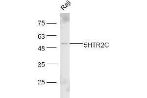 Raji cell lysates probed with Rabbit Anti-5HTR2C Polyclonal Antibody, Unconjugated  at 1:500 for 90 min at 37˚C. (HTR2C Antikörper  (AA 311-410))