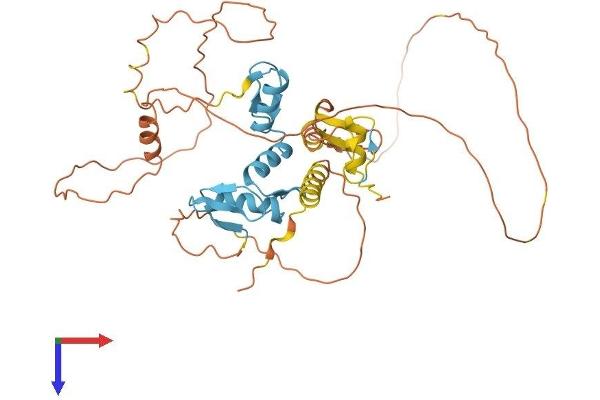 IKZF5 Protein (AA 1-419) (His tag)