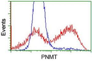 HEK293T cells transfected with either RC206586 overexpress plasmid (Red) or empty vector control plasmid (Blue) were immunostained by anti-PNMT antibody (ABIN2454518), and then analyzed by flow cytometry. (PNMT Antikörper)