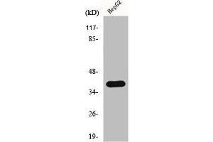 Western Blot analysis of COLO205 cells using hnRNP C1/C2 Polyclonal Antibody (HNRNPC Antikörper  (C-Term))
