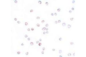 Immunohistochemistry (IHC) image for anti-Signal Peptide, CUB Domain, EGF-Like 2 (SCUBE2) (Middle Region) antibody (ABIN1031083) (SCUBE2 Antikörper  (Middle Region))