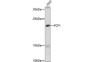 Western blot analysis of extracts of 293T cells, using FCF1 antibody (ABIN7267162) at 1:1000 dilution. (FCF1 Antikörper)