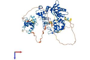 POLL Protein (AA 1-575) (His tag)