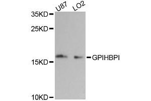 Western blot analysis of extracts of various cell lines, using GPIHBP1 antibody (ABIN6292696) at 1:3000 dilution. (GPIHBP1 Antikörper)