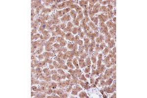Immunohistochemical analysis of B on paraffin-embedded Human liver tissue.