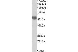 Western Blotting (WB) image for anti-Aldehyde Dehydrogenase 3 Family, Member A2 (ALDH3A2) (AA 428-440) antibody (ABIN490411)