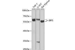 Western blot analysis of extracts of various cell lines, using IRF5 antibody (ABIN3021553, ABIN3021554, ABIN3021555 and ABIN6215235) at 1:1000 dilution. (IRF5 Antikörper  (AA 1-200))