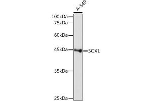 Western blot analysis of extracts of A-549 cells, using SOX1 Rabbit mAb (ABIN7270565) at 1:1000 dilution. (SOX1 Antikörper)