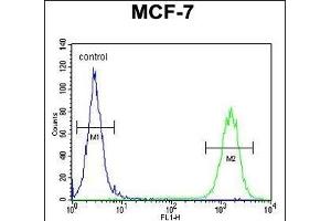 Flow Cytometry (FACS) image for anti-CTD (Carboxy-Terminal Domain, RNA Polymerase II, Polypeptide A) Small Phosphatase Like 2 (CTDSPL2) (AA 52-80), (N-Term) antibody (ABIN654892)