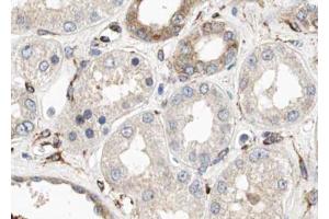 ABIN6274004 at 1/100 staining Human kidney tissue by IHC-P. (CUBN Antikörper  (N-Term))