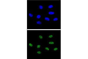Confocal immunofluorescent analysis of PIN1 Antibody (Center) (ABIN652906 and ABIN2842584) with 293 cell followed by Alexa Fluor® 488-conjugated goat anti-rabbit lgG (green). (PIN1 Antikörper  (AA 30-56))