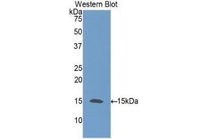 Western blot analysis of the recombinant protein. (Neurotrophin 3 Antikörper  (AA 21-138))