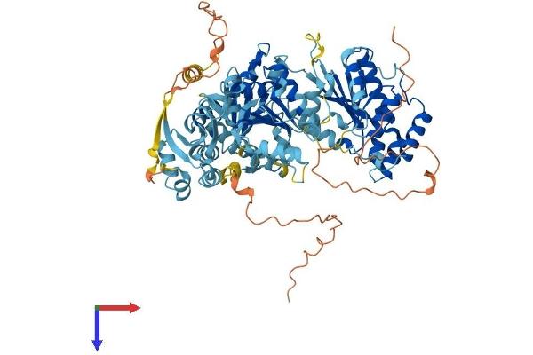 ERCC3 Protein (AA 1-782) (His tag)