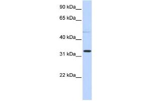Western Blotting (WB) image for anti-Sialidase 4 (NEU4) antibody (ABIN2459537) (Sialidase 4 Antikörper)