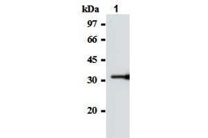 Western blot analysis of GST-SOCS-1 (2-78 a. (SOCS1 Antikörper  (AA 2-78))