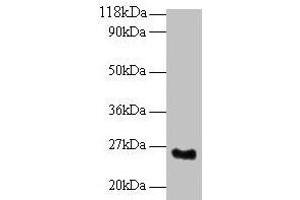 Western blot All lanes: SRSF9 antibody at 2 μg/mL + Mouse kidney tissue Secondary Goat polyclonal to rabbit IgG at 1/10000 dilution Predicted band size: 26 kDa Observed band size: 26 kDa