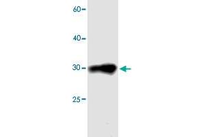 Western blot analysis in MDH1 recombinant protein with CDCA4 monoclonal antibody, clone 04sd  at 1 : 1000 dilution. (CDCA4 Antikörper)
