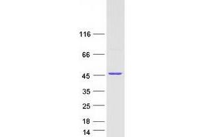 Validation with Western Blot (MAPK14 Protein (Transcript Variant 4) (Myc-DYKDDDDK Tag))