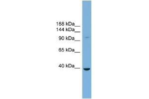 WB Suggested Anti-ST14 Antibody Titration:  0. (ST14 Antikörper  (Middle Region))