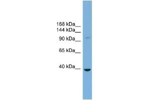 WB Suggested Anti-ST14 Antibody Titration:  0.