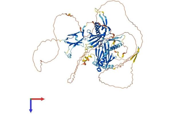 DNAAF2 Protein (AA 1-837) (His tag)