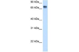 WB Suggested Anti-LSR Antibody Titration:  0. (LSR Antikörper  (C-Term))