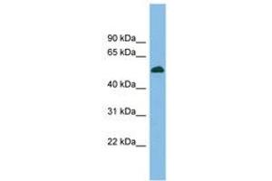 Image no. 1 for anti-CUGBP, Elav-Like Family Member 5 (CELF5) (AA 359-408) antibody (ABIN6744700) (CELF5 Antikörper  (AA 359-408))